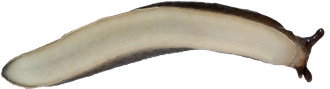 Arion circumscriptusGRÅSIDIG SKOGSSNIGEL7,7 × 28,0 mm
